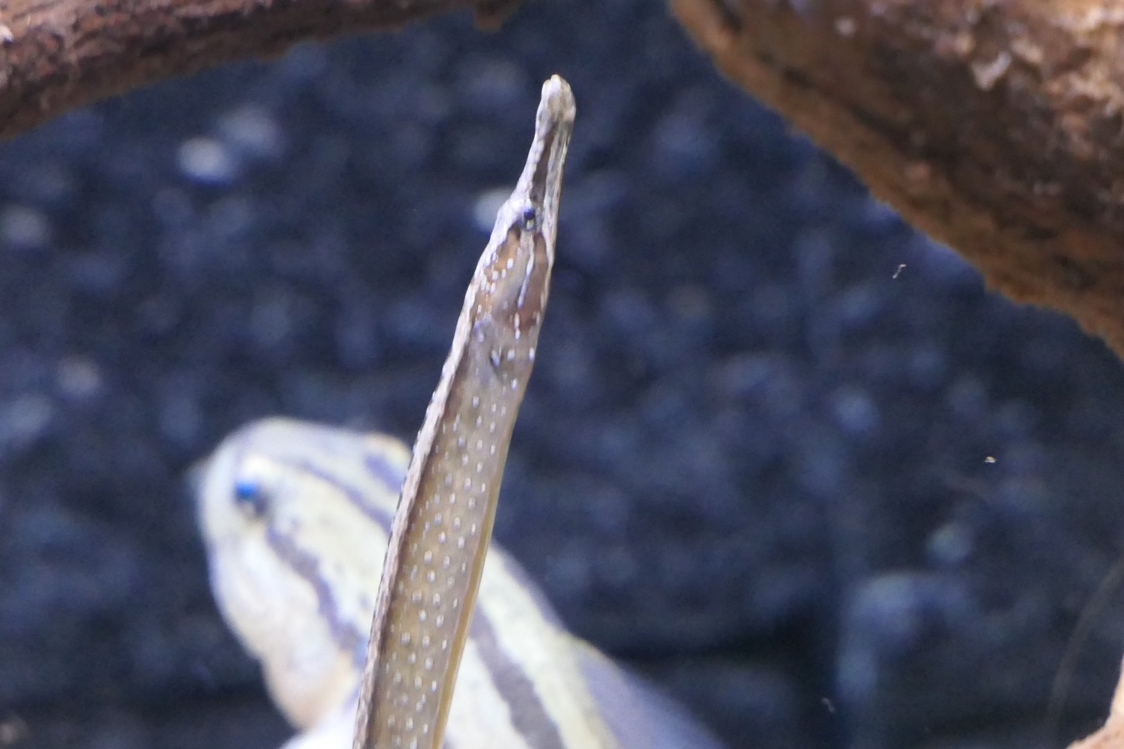 Beady Pipefish (Hippichthys penicillatus)