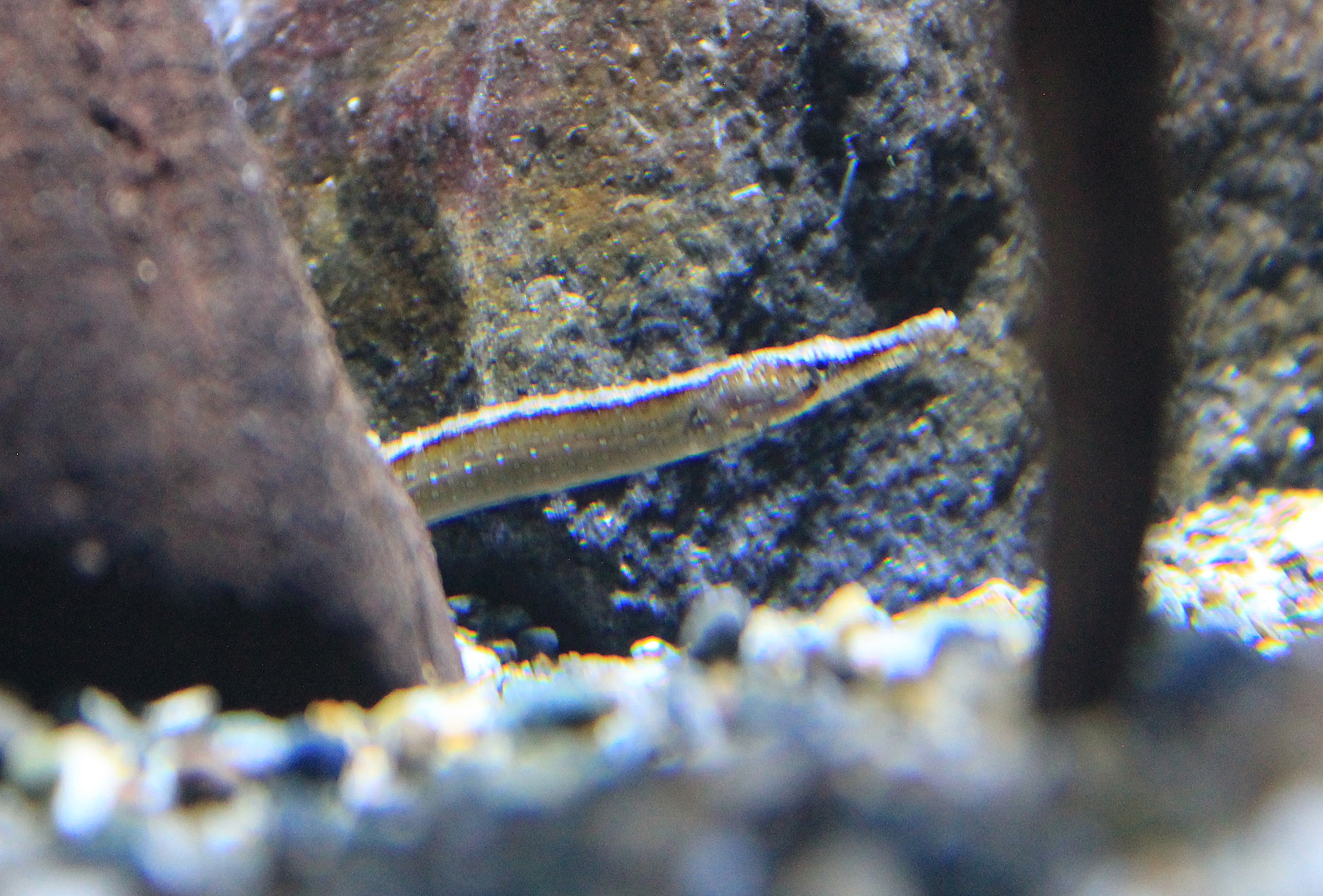 Beady Pipefish (Hippichthys penicillus)
