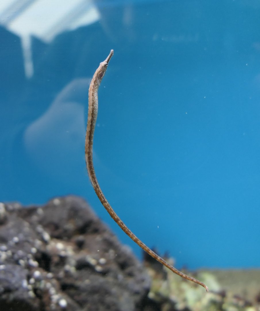 Beady Pipefish (Hippichthys penicillus)