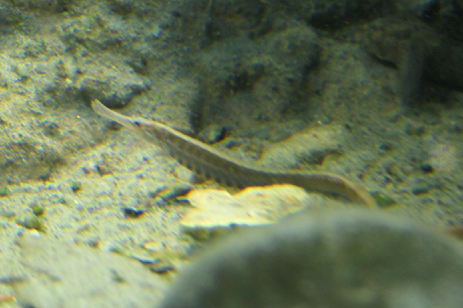 Beady Pipefish (Hippichthys penicillus)