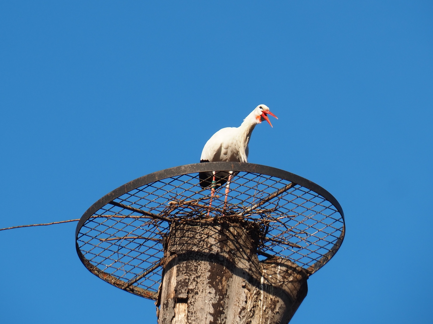 Beak-clattering European white stork (Ciconia ciconia) on new nesting platform (Feb 16th, 2019)