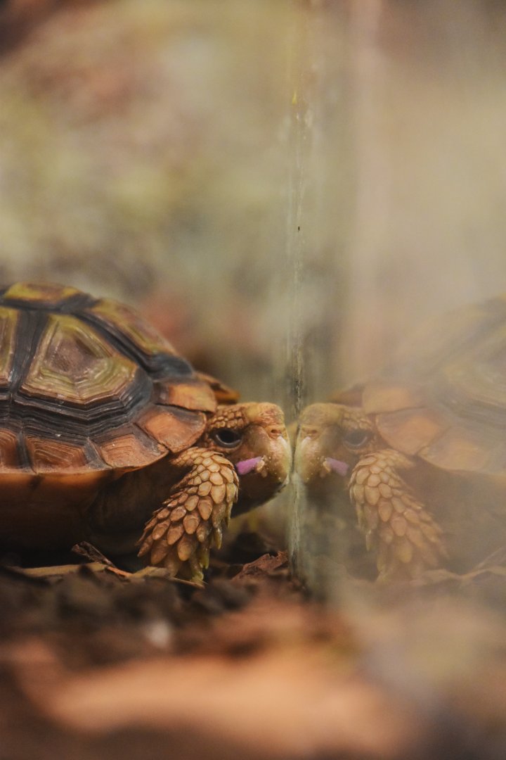 Beaked cape tortoise, Homopus areolatus