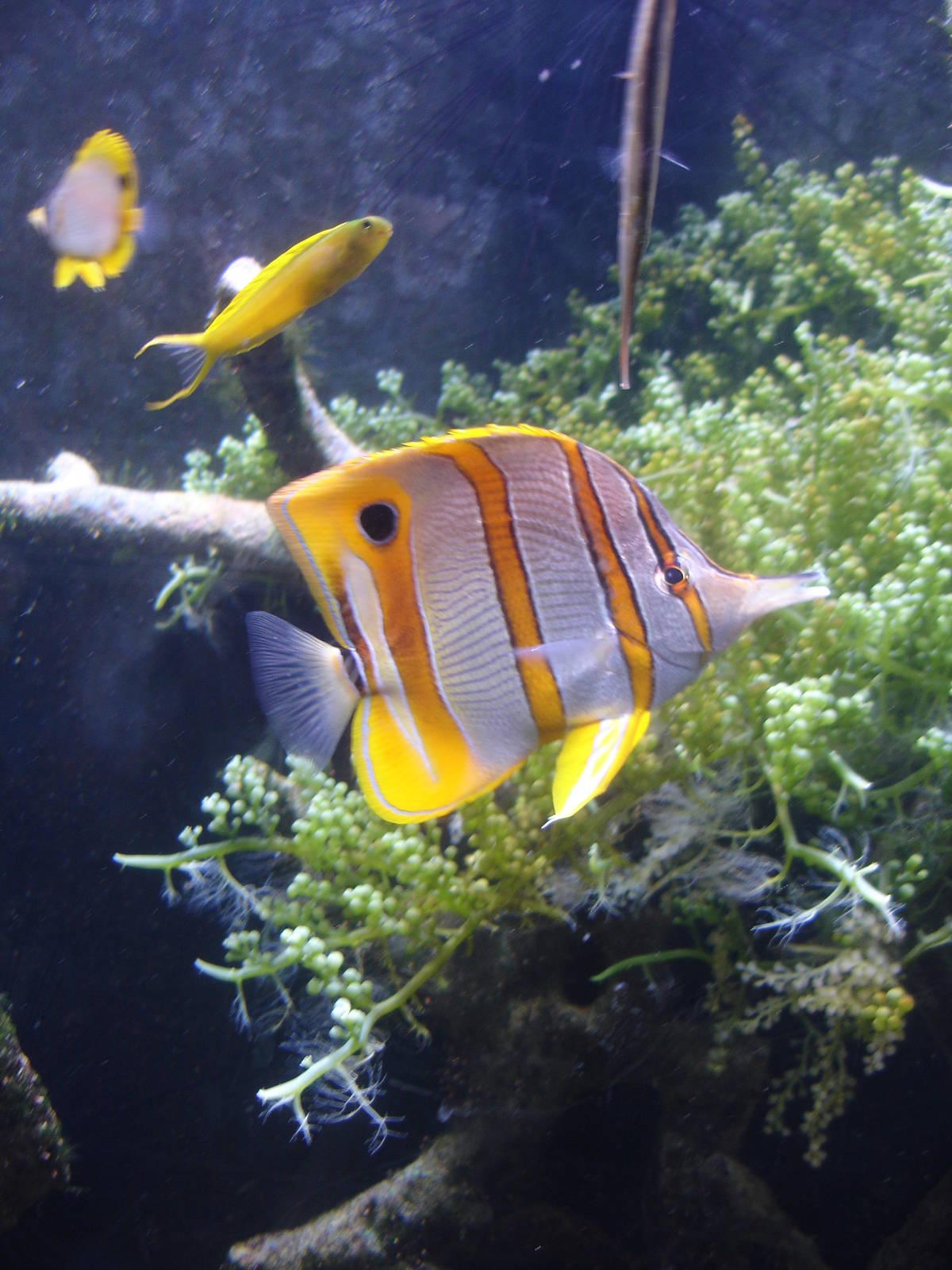 Beaked Coral Fish and others