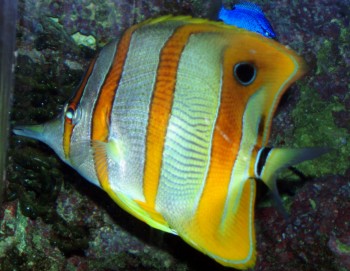 Beaked Coralfish (Chelmon rostratus)