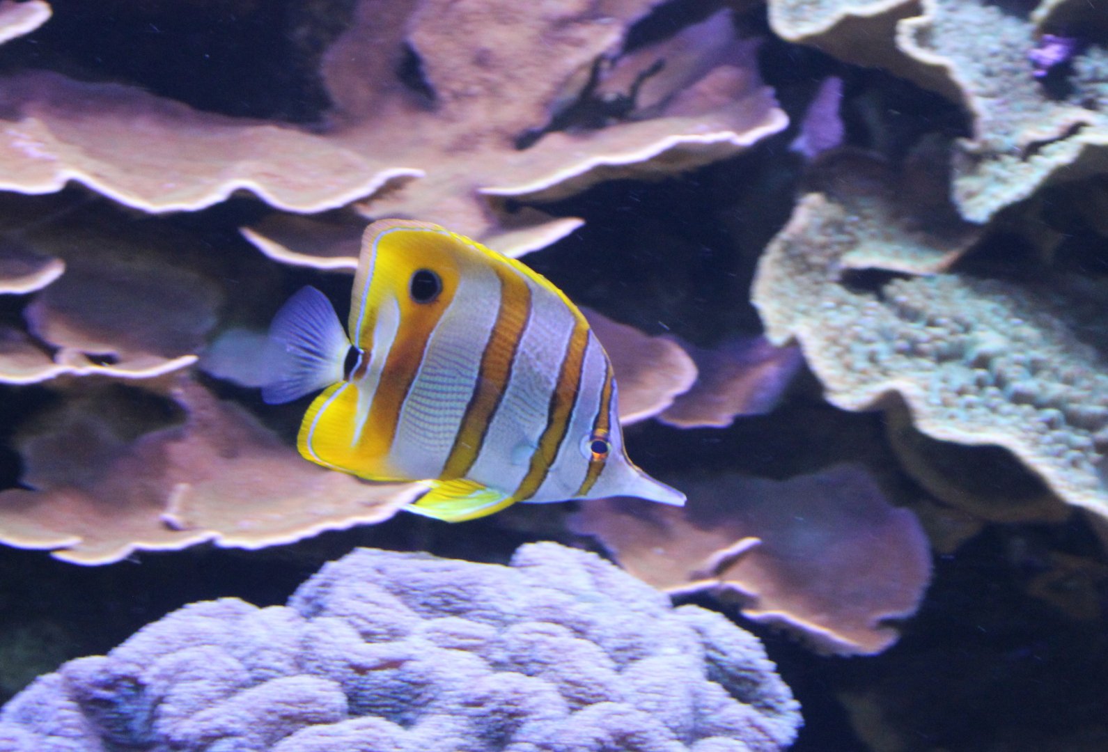 Beaked coralfish - Chelmon rostratus