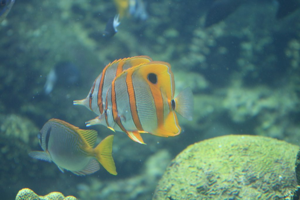 Beaked Coralfish