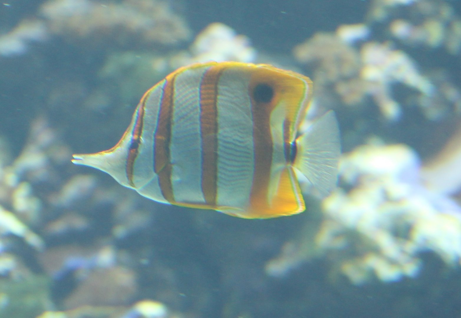 Beaked coralfish