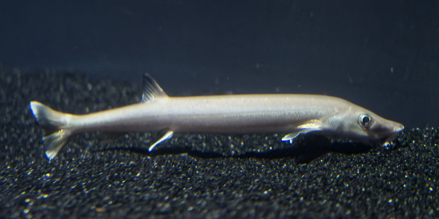 Beaked salmon/Beaked sandfish