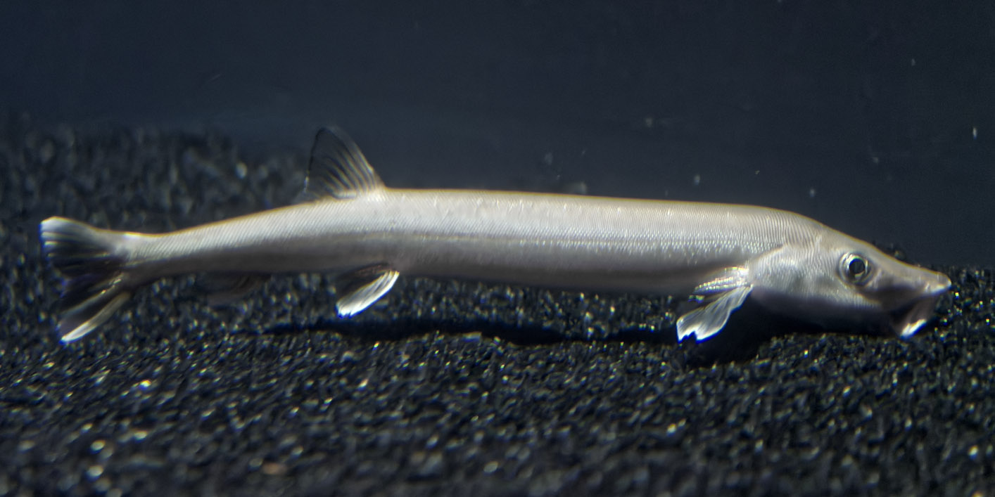 Beaked salmon/Beaked sandfish