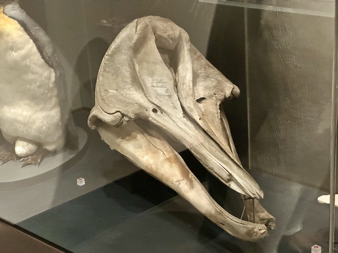 Beaked Whale (Skull)