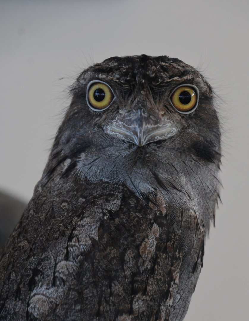 Beaker, Tawny Frogmouth