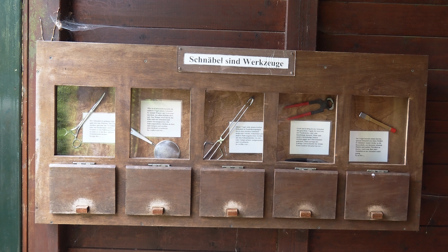 Beaks and tools comparison signage in the large wetland walk-through, 2025-05-22