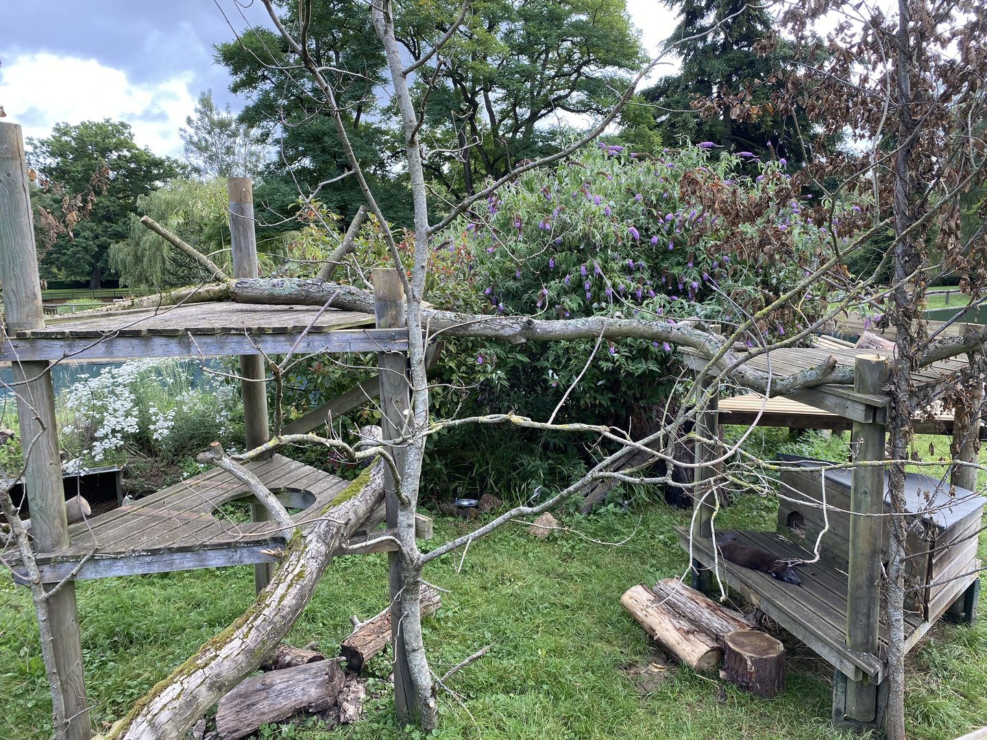 Beale park arctic fox enclosure