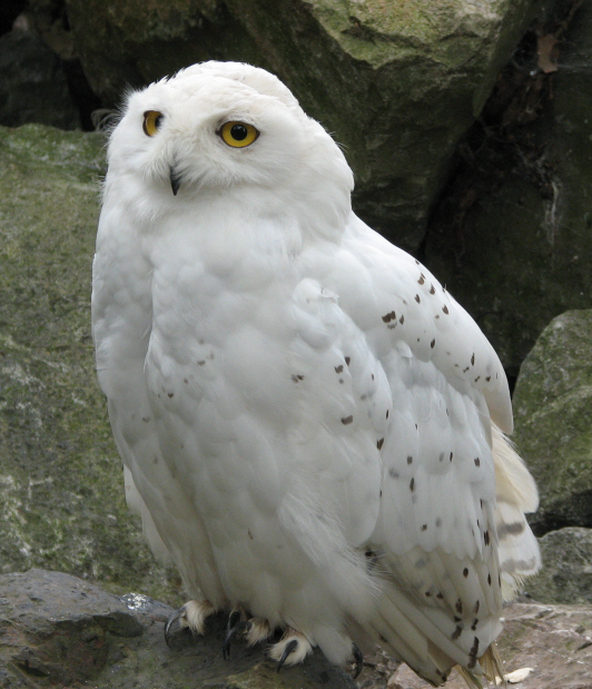 Beale Park, Berkshire