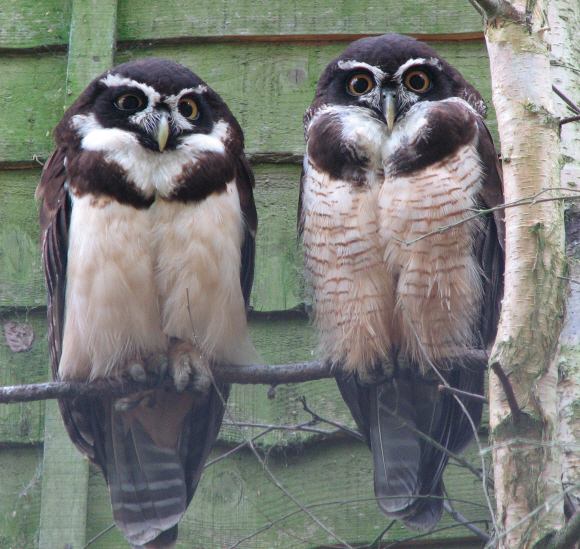 Beale Park, Berkshire