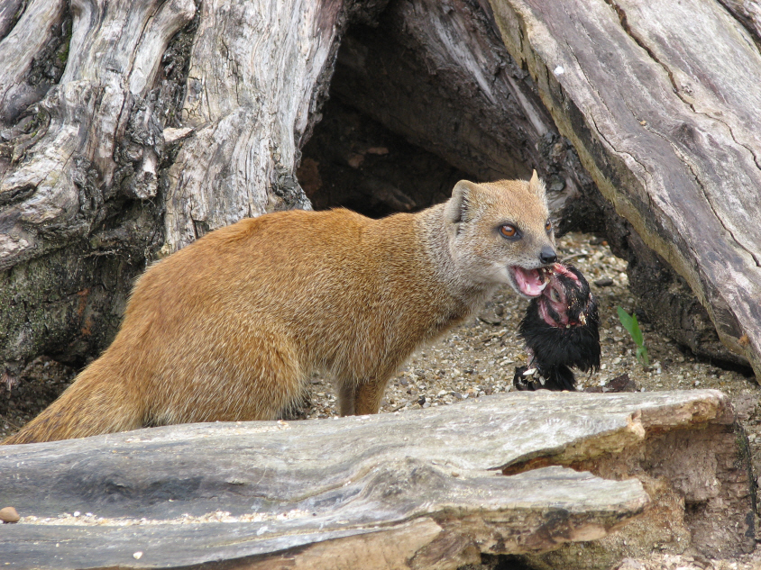 Beale Park, Berkshire