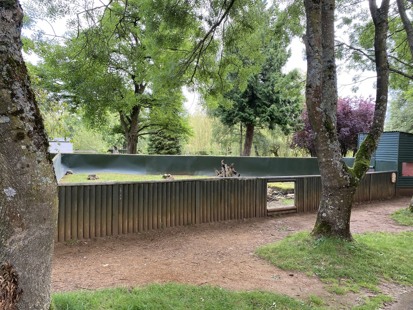 Beale red footed tortoise enclosure