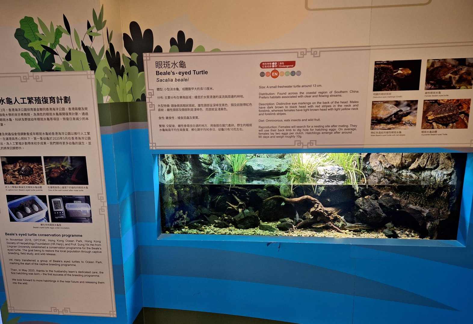 Beale's Eyed-turtle Enclosure