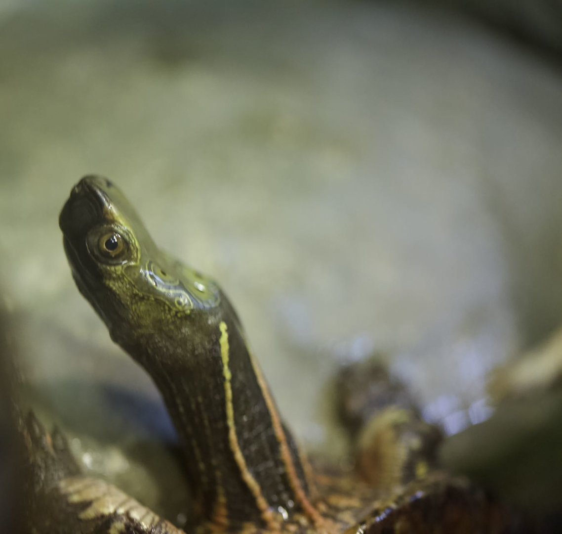 Beale's eyed turtle/ Sacalia bealei