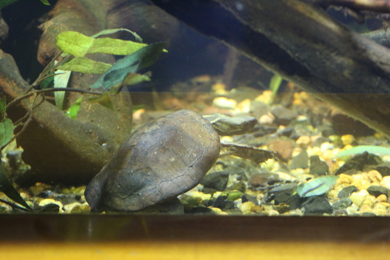 Beal's Four-Eyed Turtle