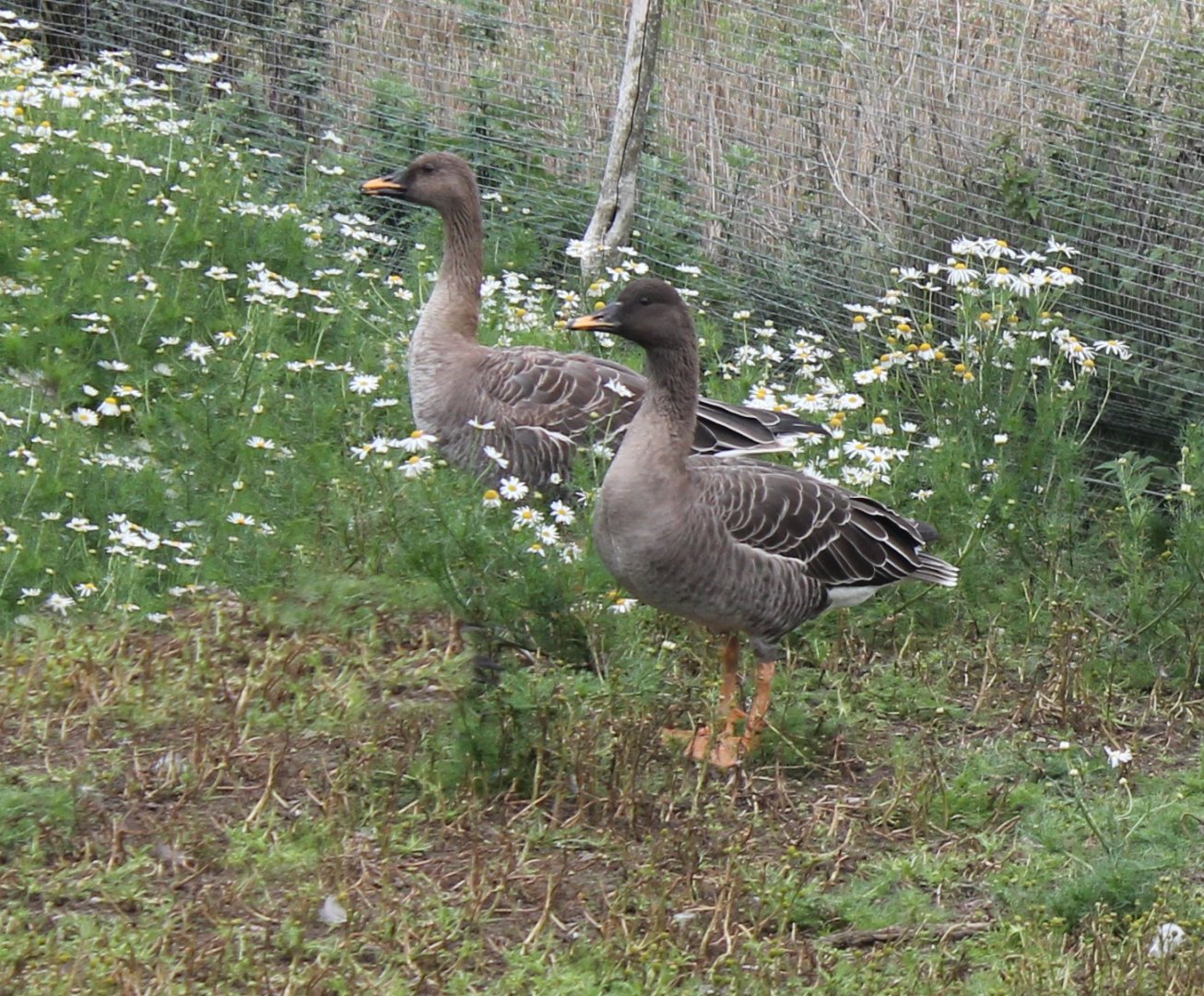 Bean geese
