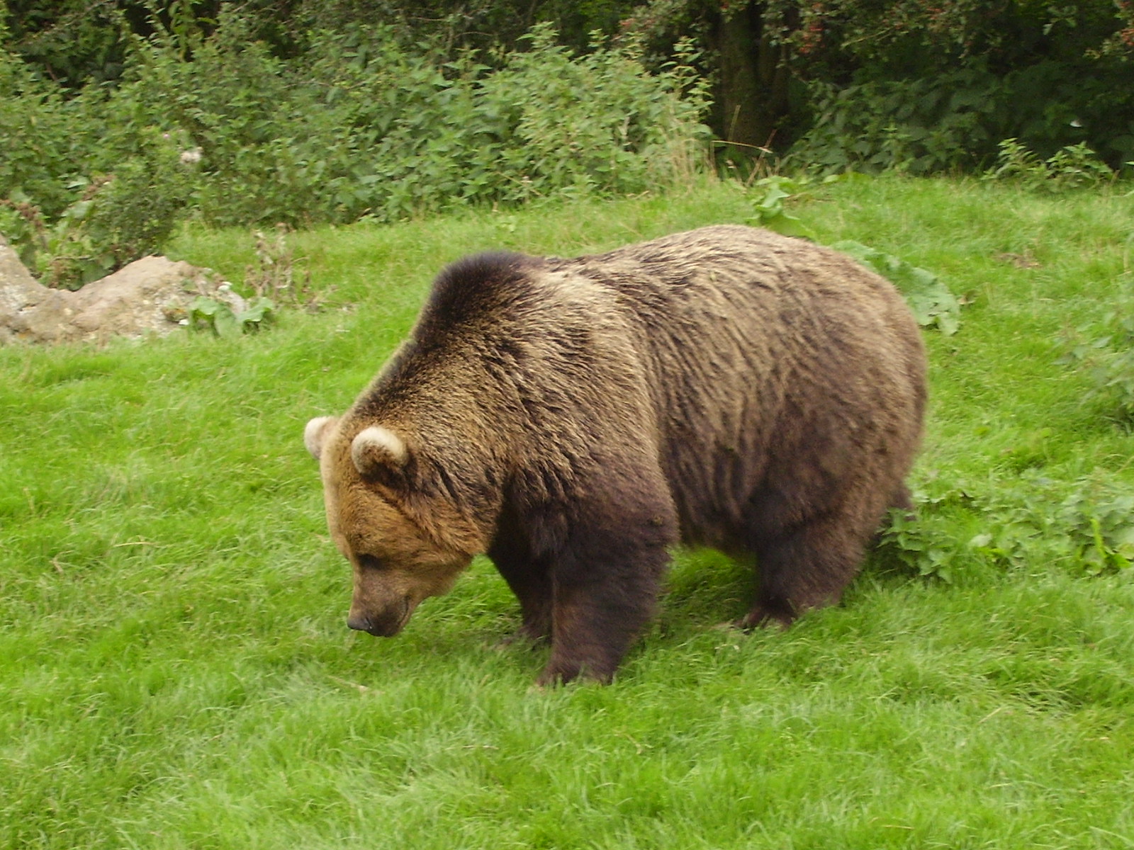 Bear - 2008