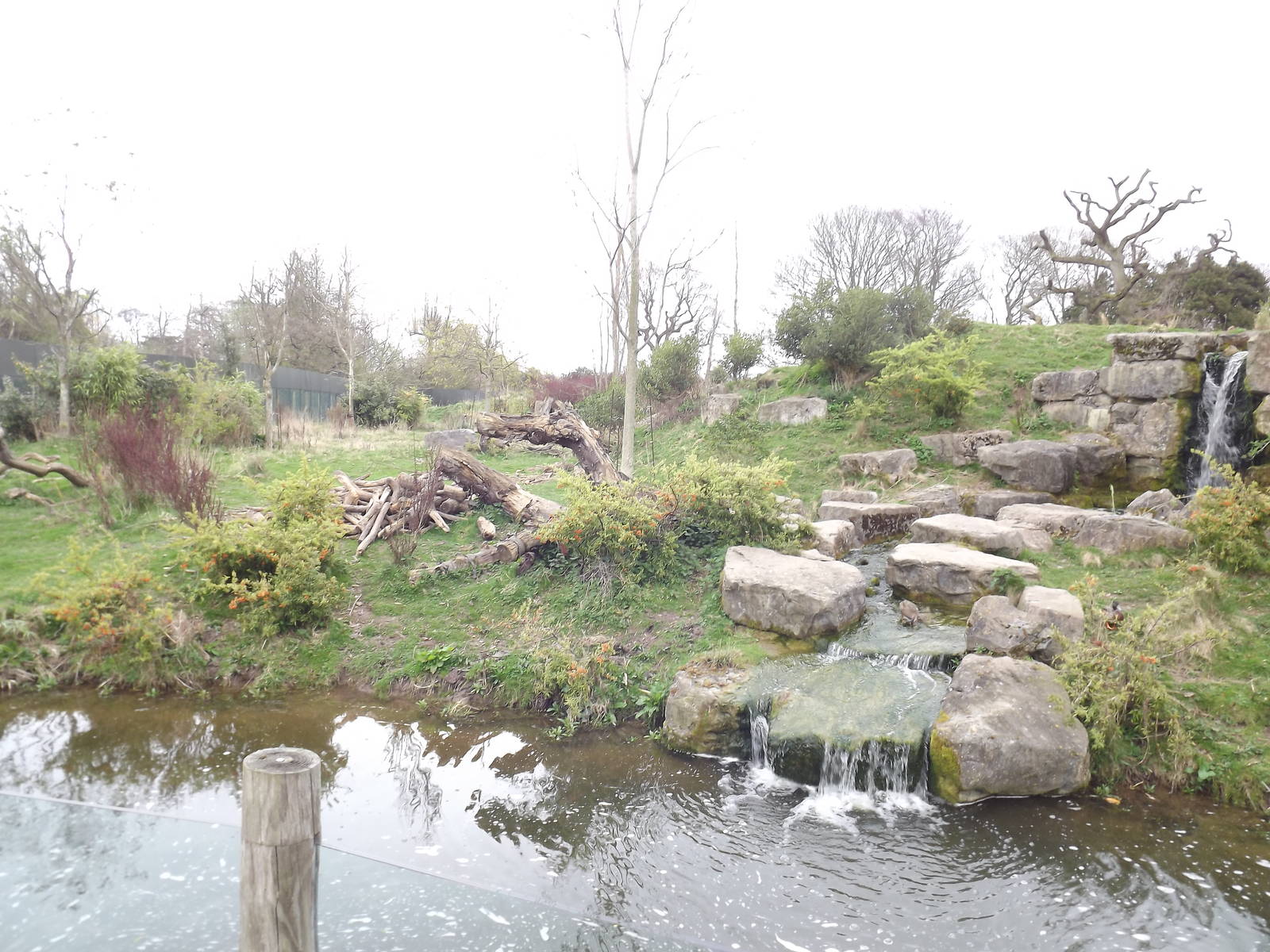 Bear and Coati exhibit at Chester Zoo 31/03/12