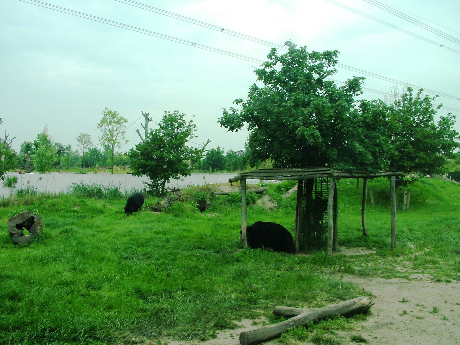 Bear and Fox Exhibit at Dierenrijk, 31/05/12