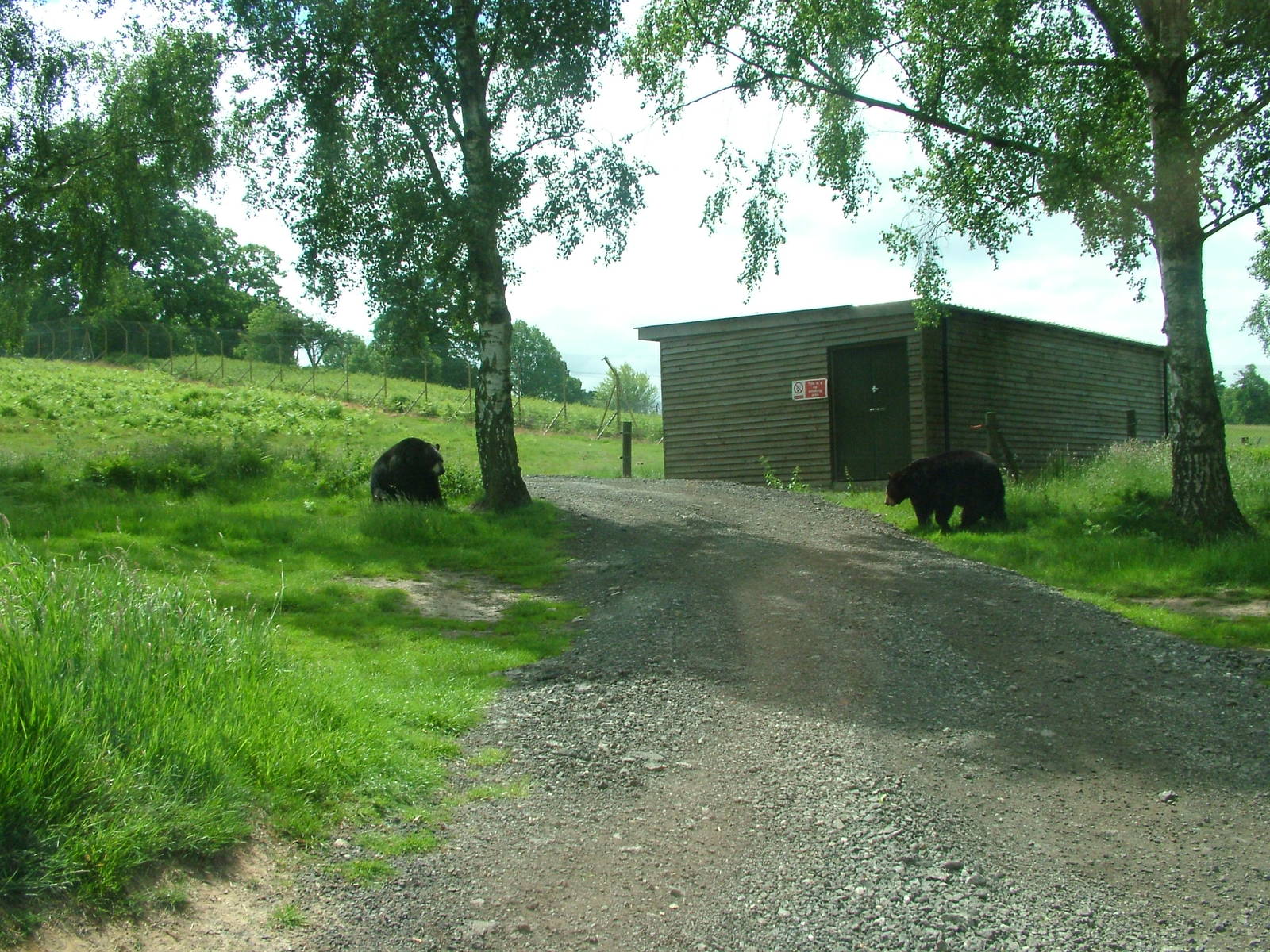Bear and Wolf Reserve at Woburn, 20/06/10