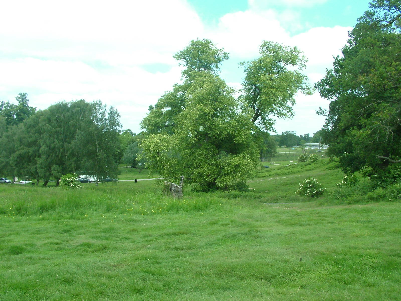 Bear and Wolf Reserve at Woburn, 20/06/10