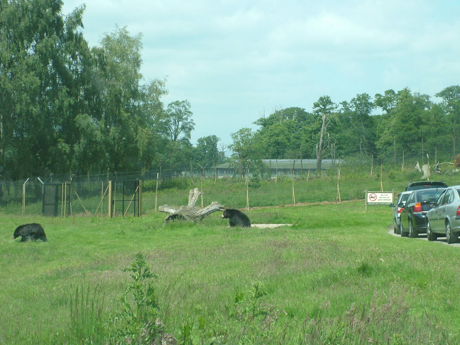 Bear and Wolf Reserve at Woburn, 20/06/10