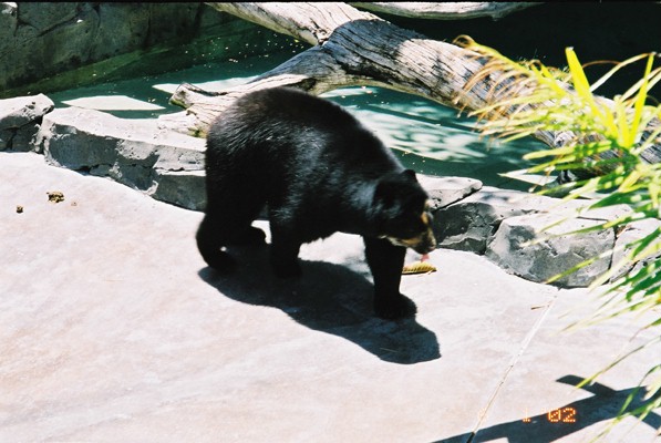 Bear at San Diego Zoo, 1 June 2002