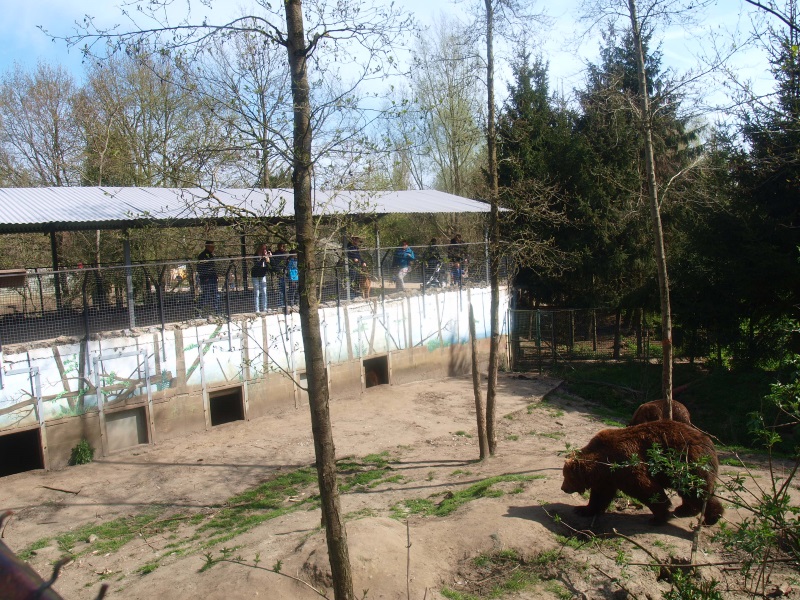 Bear building and viewing area (April 19th, 2015)