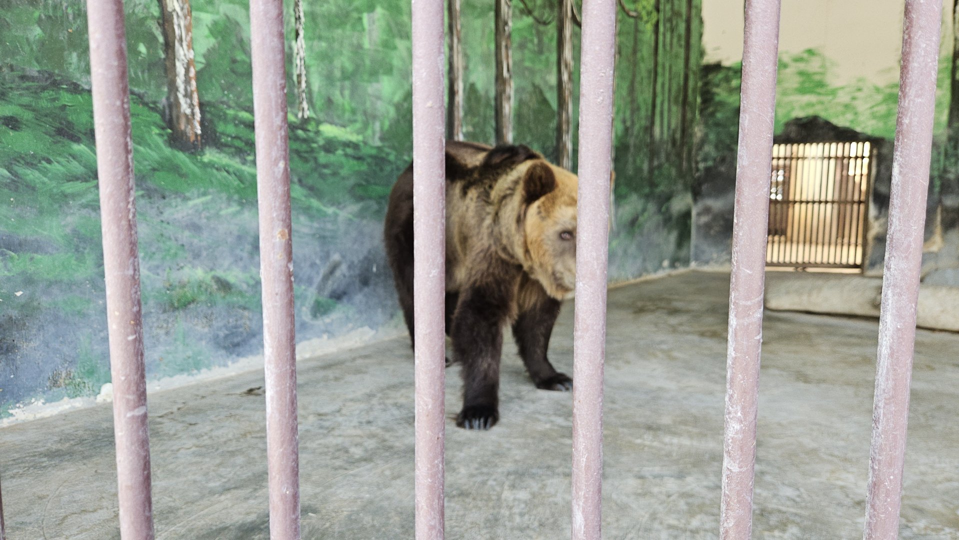 Bear cage, The Zoo Wild Life Park Umm Al Quwain
