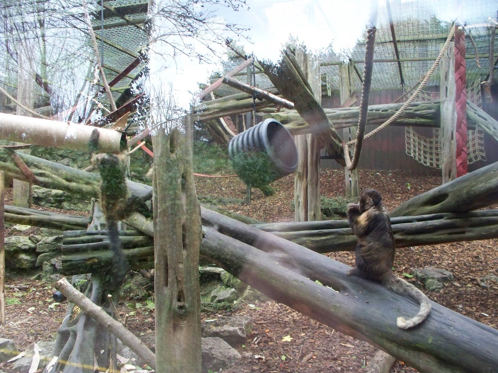 Bear cages now housing capuchin monkeys