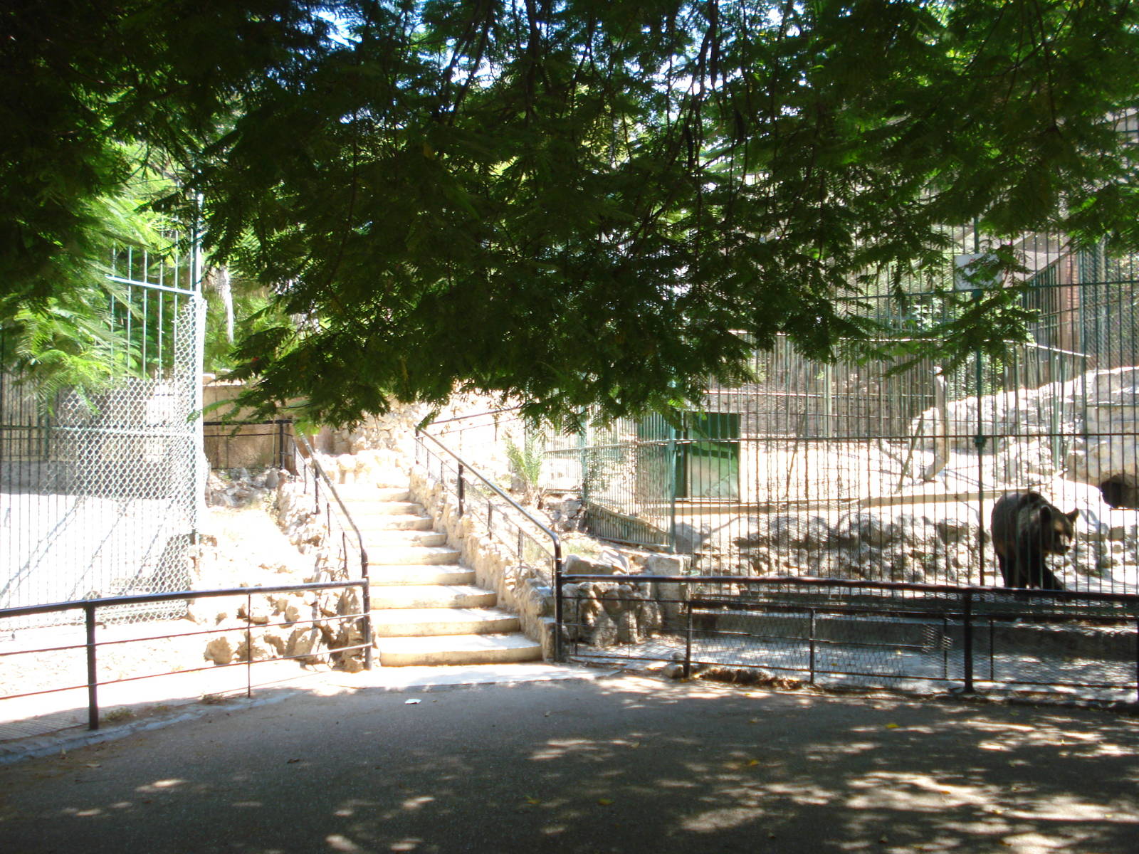Bear cages with steps to upper level