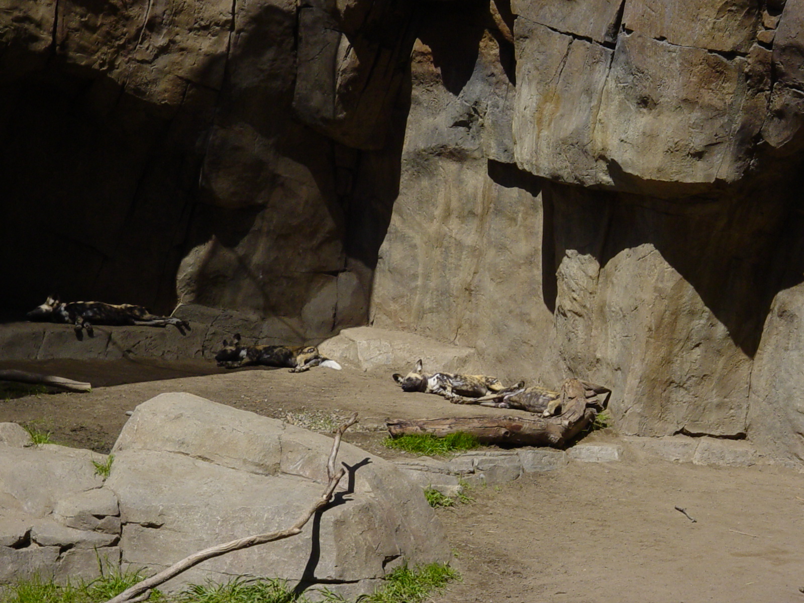 Bear Canyon - African Wild Dog