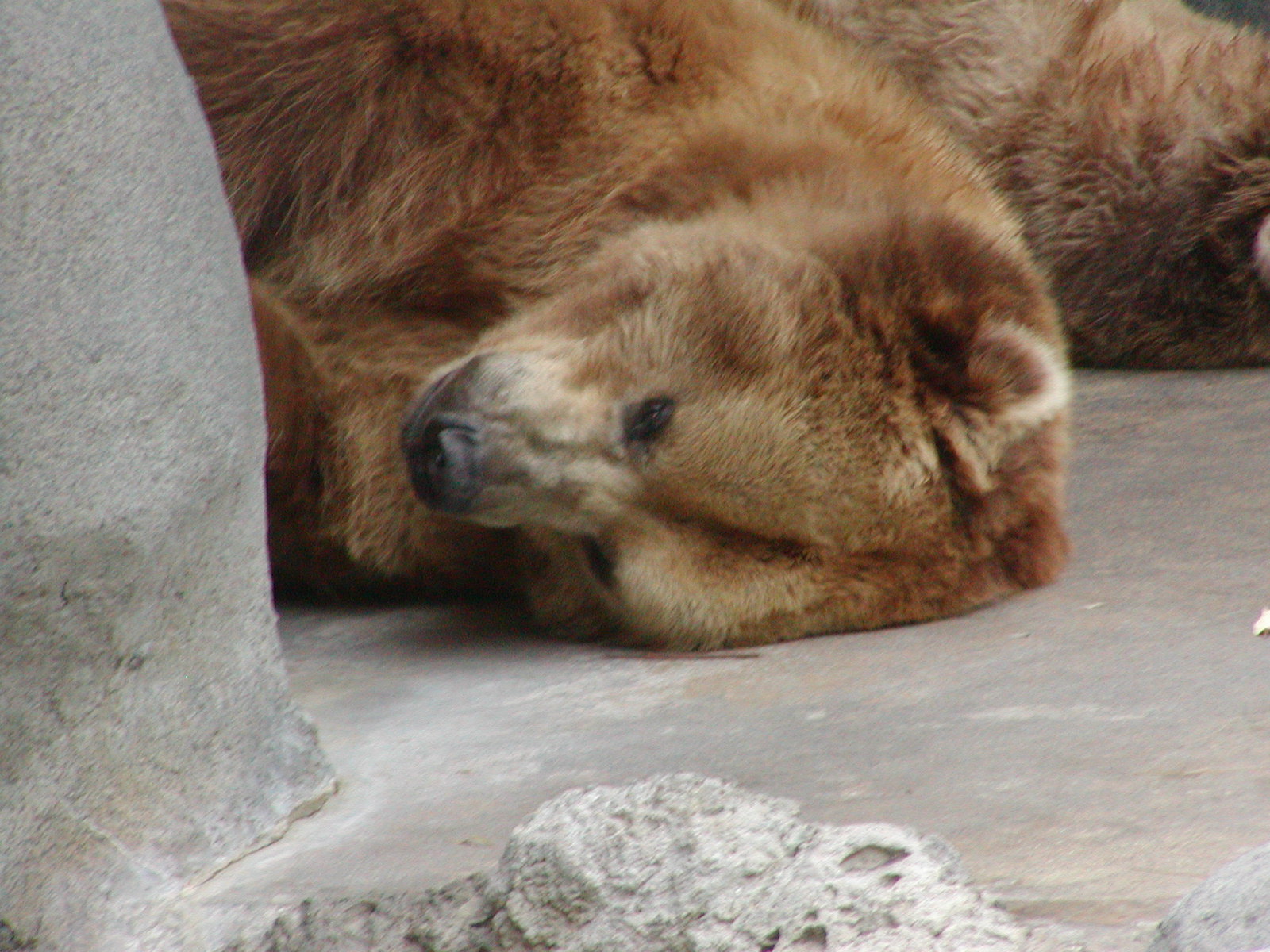 Bear Canyon - Alaska Peninsula Brown Bear