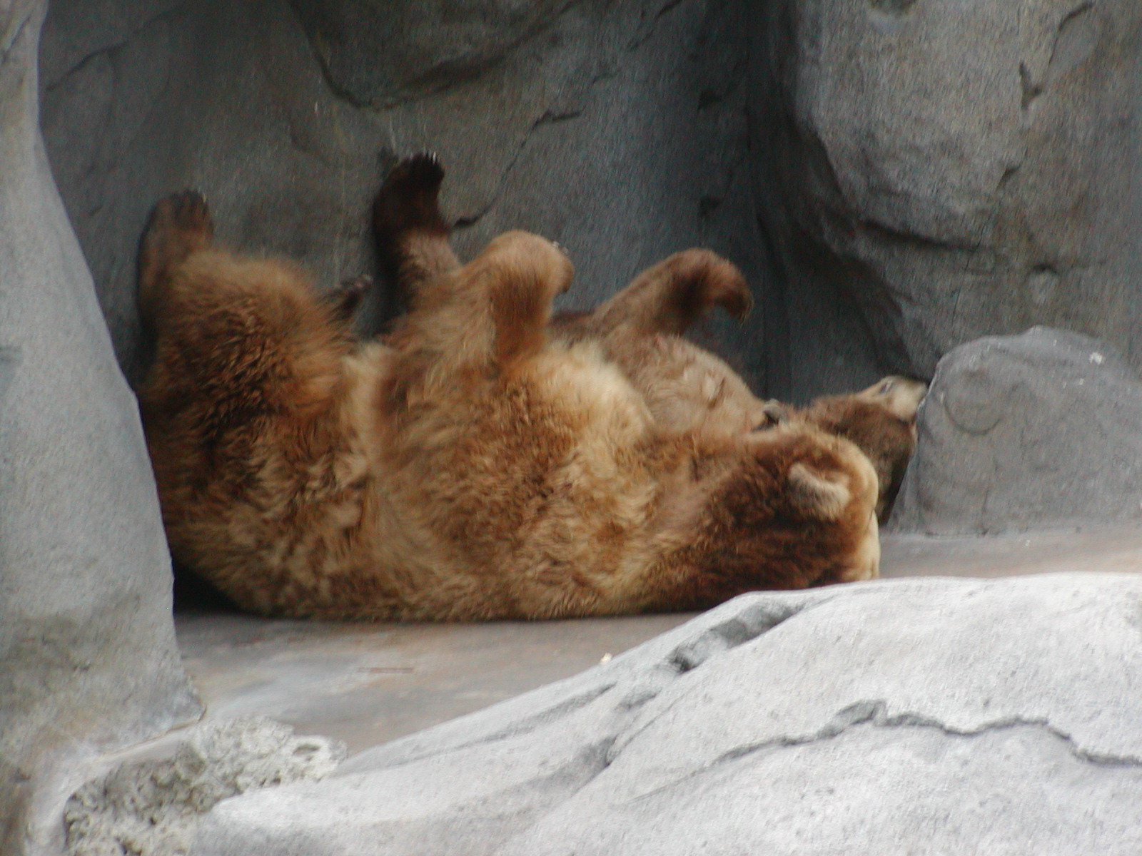 Bear Canyon - Alaska Peninsula Brown Bear