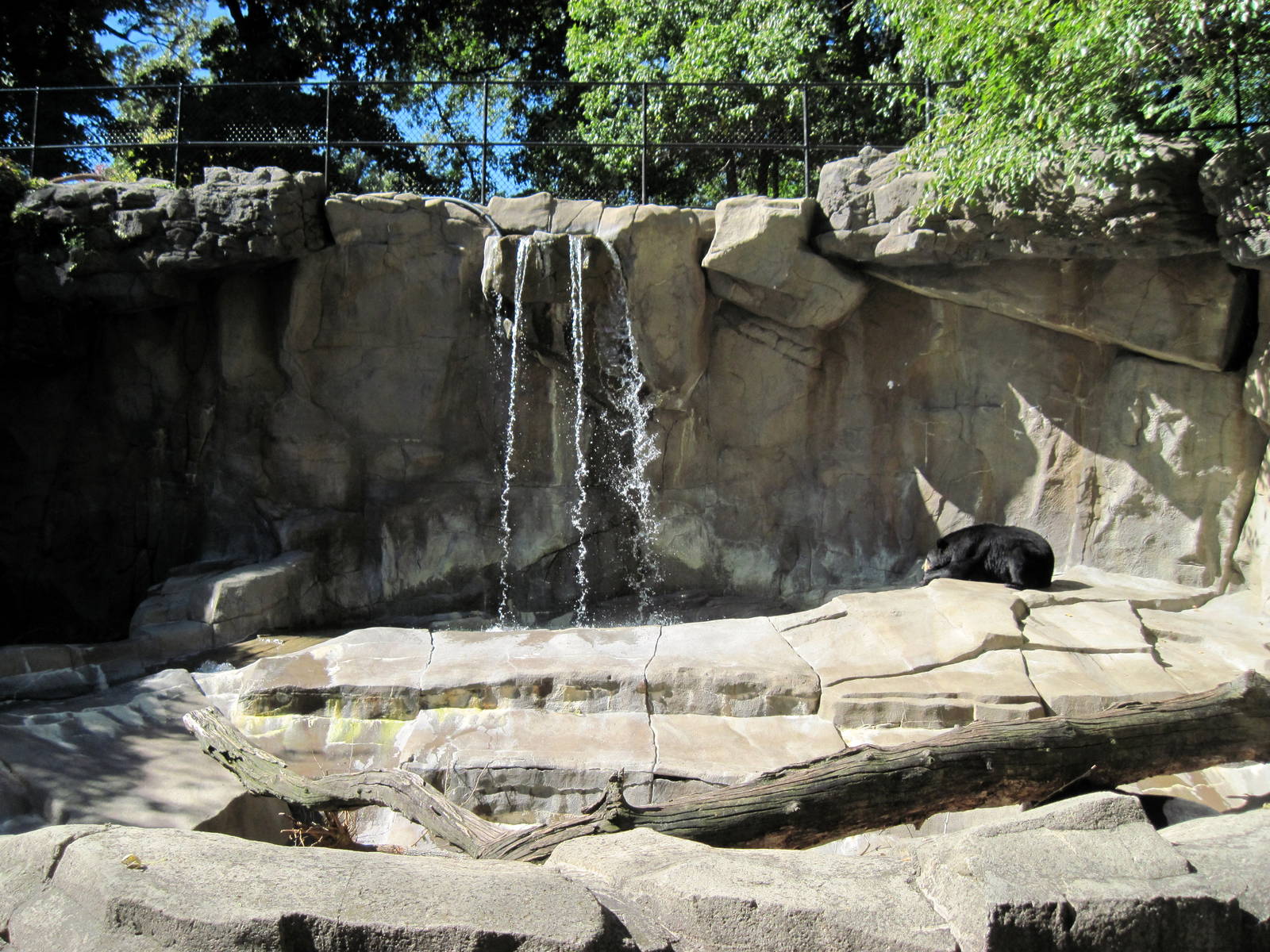 Bear Canyon-American Black Bear Exhibit