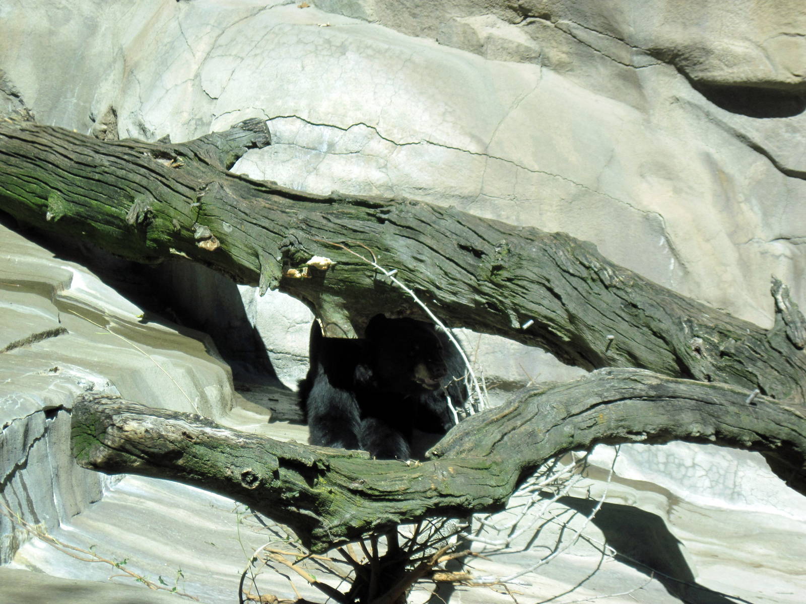 Bear Canyon-American Black Bear