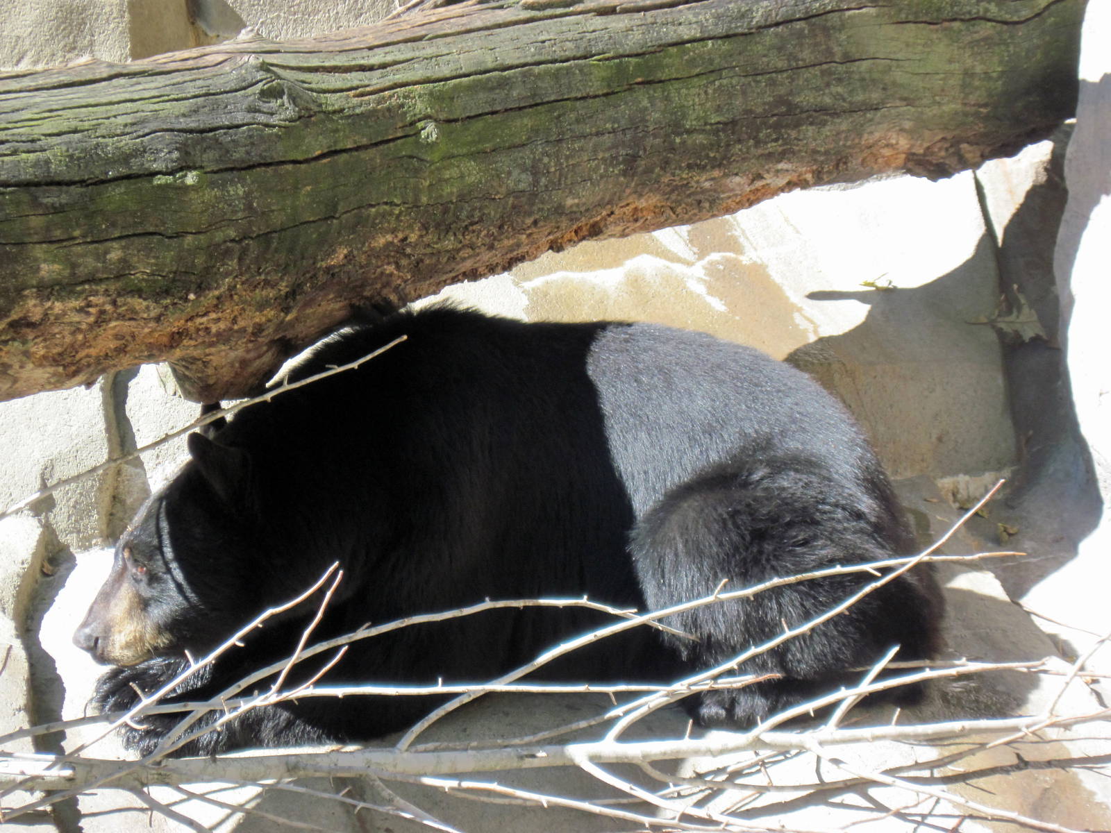 Bear Canyon-American Black Bear