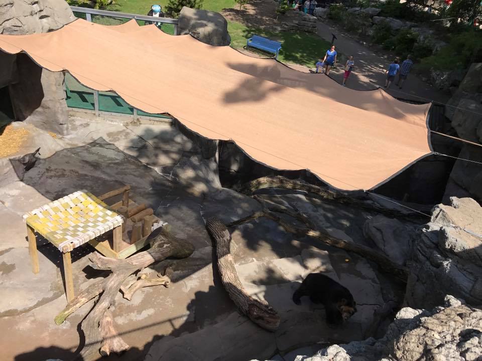 Bear Canyon- Andean Bear