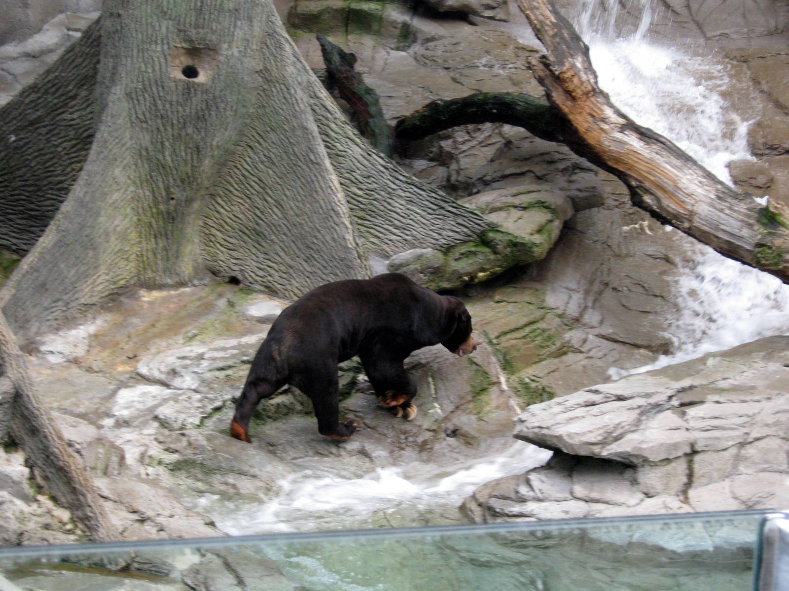 Bear Canyon-Malayan Sun Bear