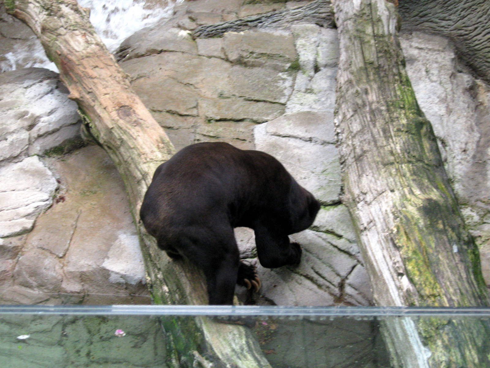 Bear Canyon-Malayan Sun Bear