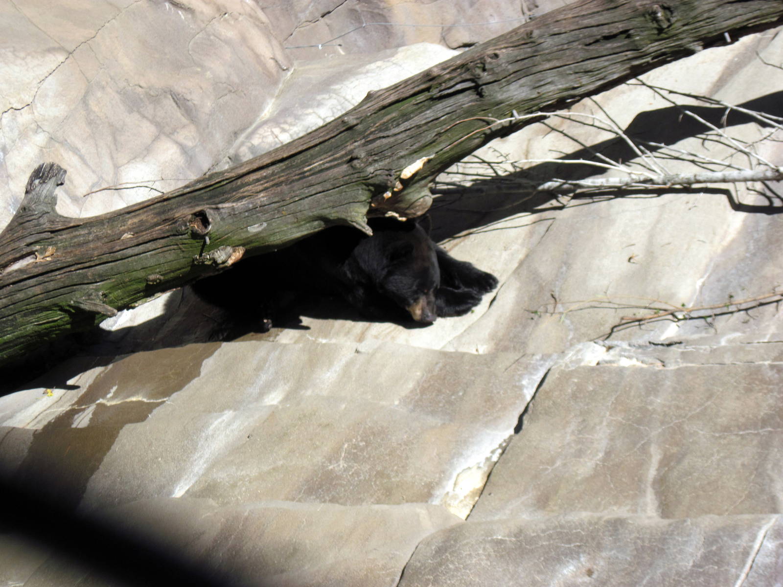 Bear Canyon-North American Black Bear