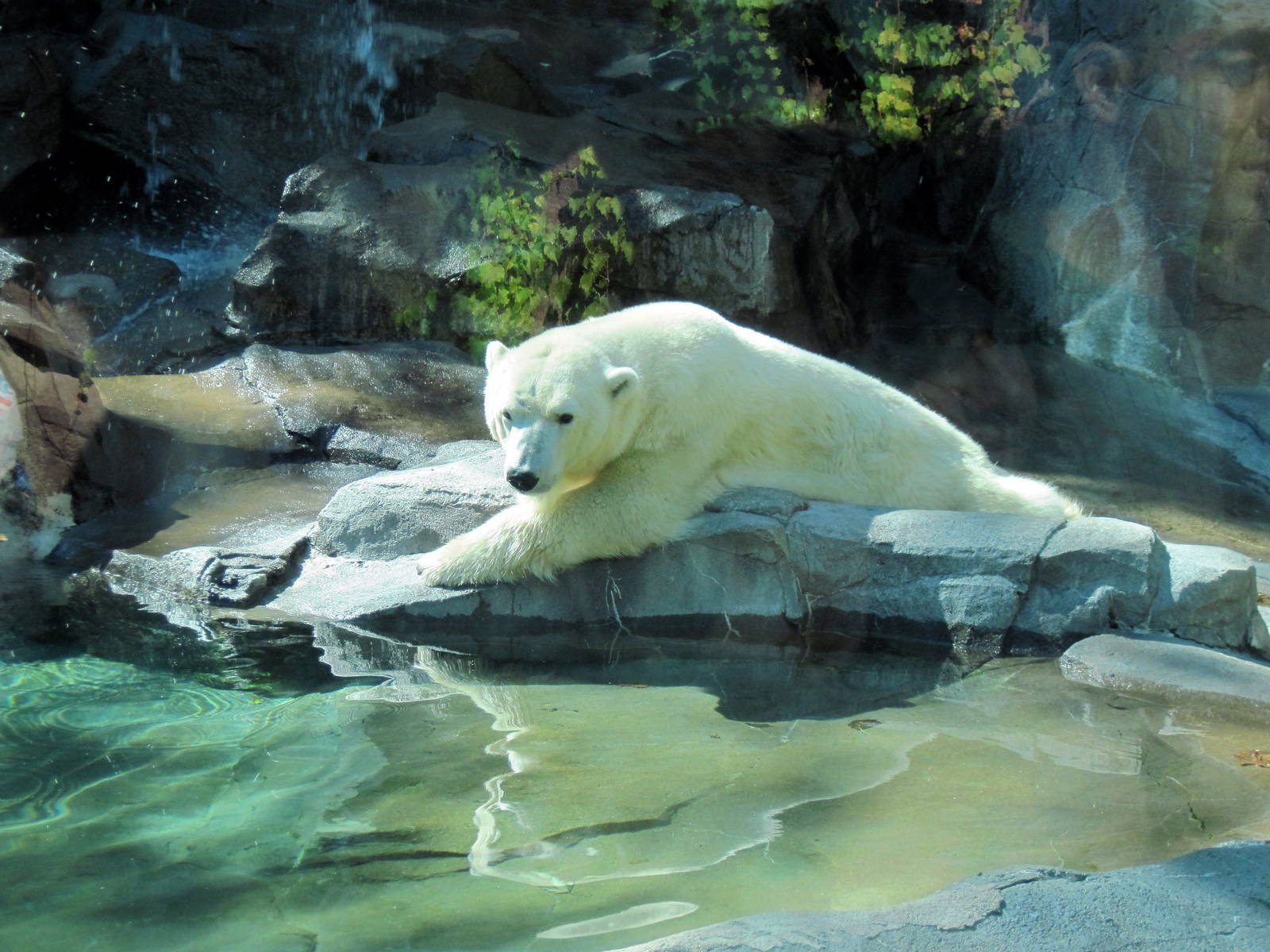 Bear Canyon-Polar Bear