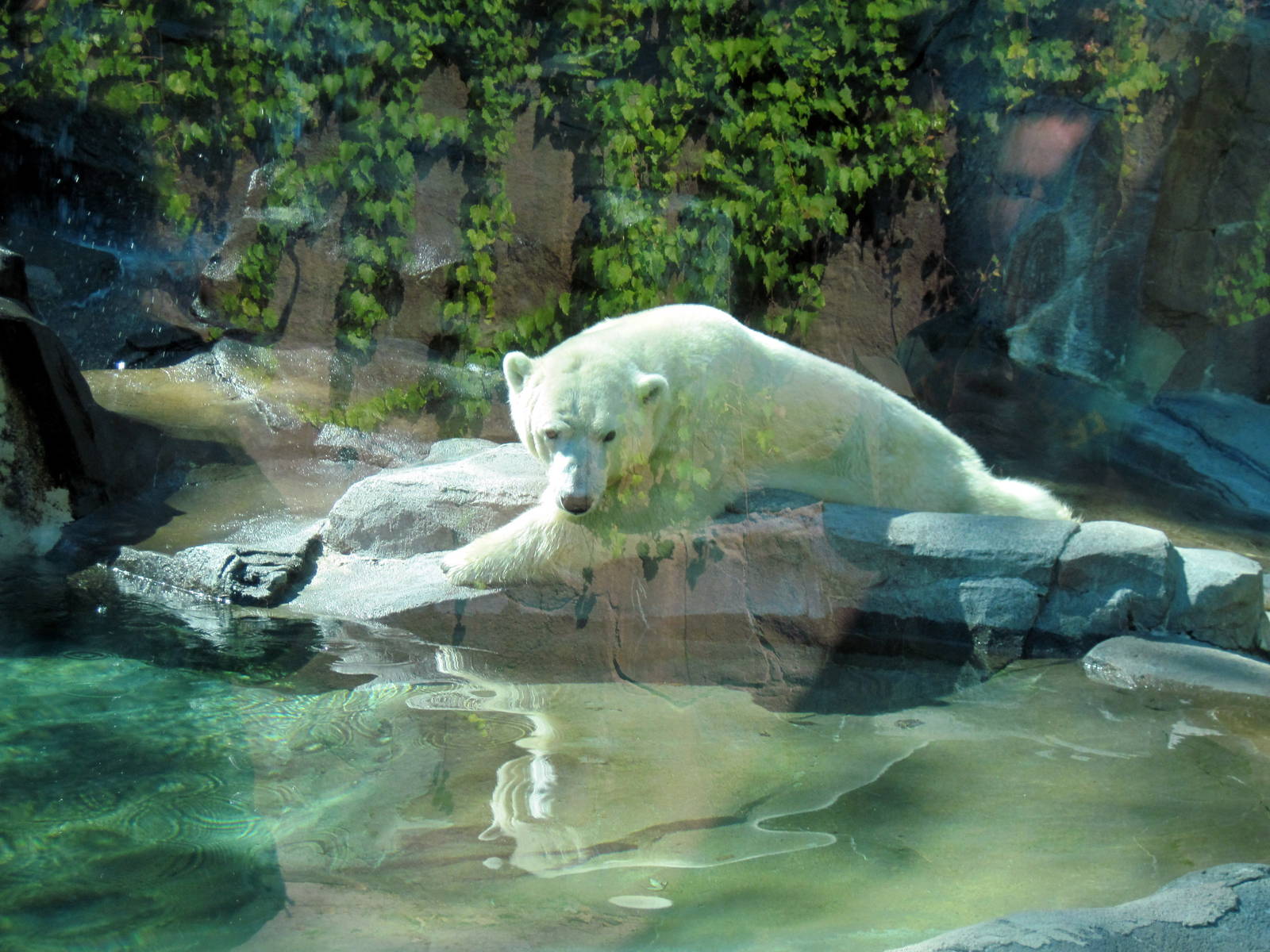 Bear Canyon-Polar Bear