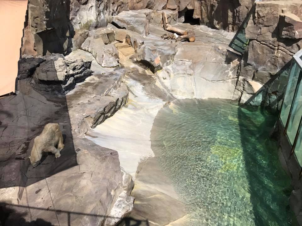 Bear Canyon- Polar Bear