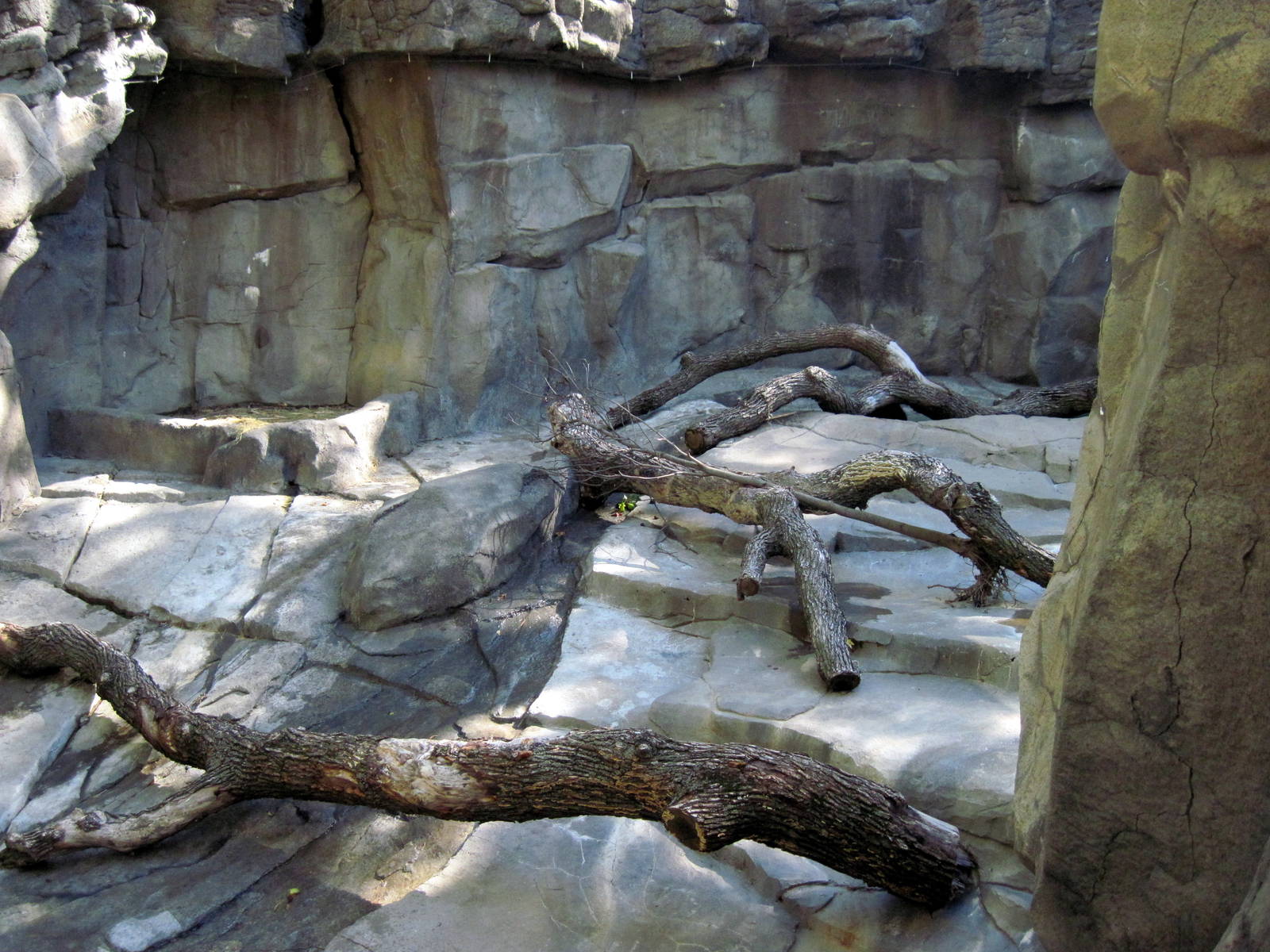 Bear Canyon-Spectacled Bear Exhibit